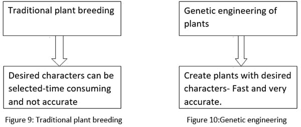 traditional plant breeding and genetic engineering